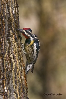  Yellow - bellied Sapsucker   4