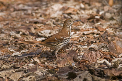  Brown Thrasher 