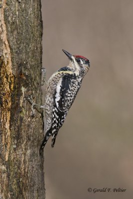  Yellow - bellied Sapsucker   5  ( female )