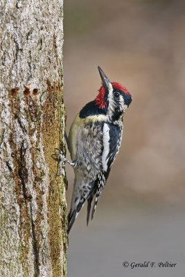   Yellow - bellied Sapsucker   6 