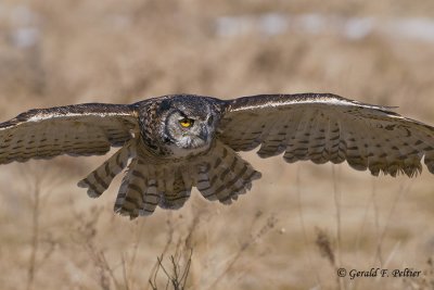   Great Horned Owl   39  ( captive )