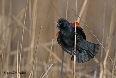  Red - winged Blackbird   7