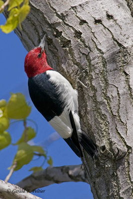   Red - headed Woodpecker   1