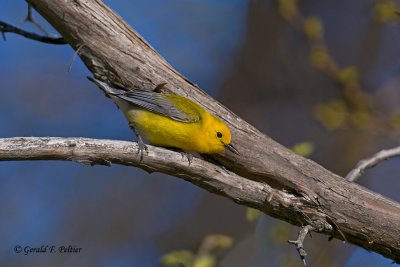  Prothonotary Warbler  5 
