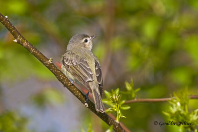  Warbling Vireo 