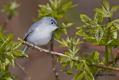   Blue - gray Gnatcatcher 