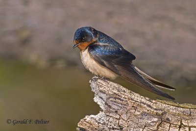   Barn Swallow 