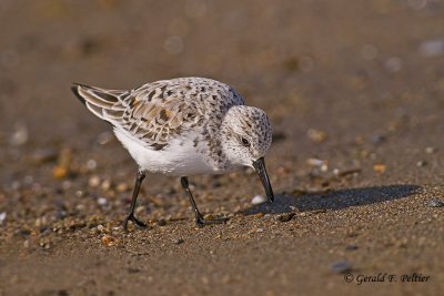 Sanderling