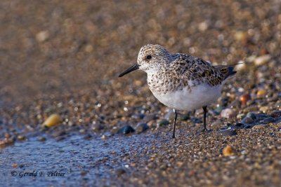 Sanderling 2