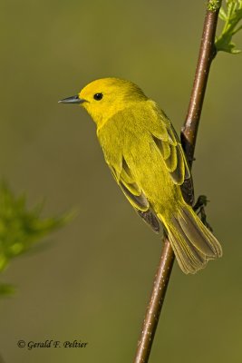   Yellow Warbler   3