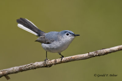    Blue - gray Gnatcatcher   2