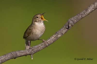  House Wren   2