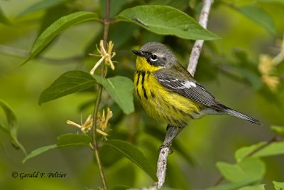   Magnolia Warbler   2