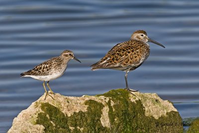 Least & Dunlin Sandpipers