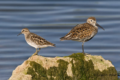 Least & Dunlin Sandpipers 2