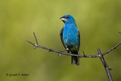   Indigo Bunting   4