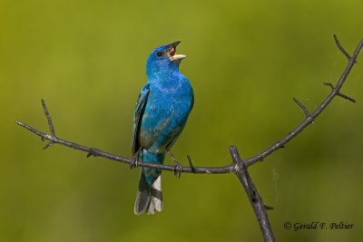   Indigo Bunting   5