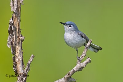  Blue - gray Gnatcatcher   3