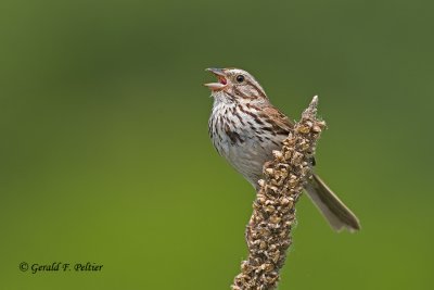  Song Sparrow   3