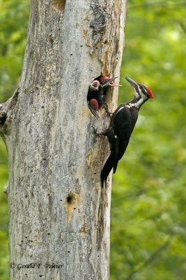  Pileated Woodpecker   