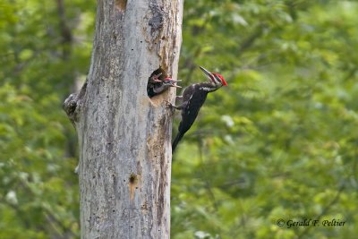   Pileated Woodpecker  2 
