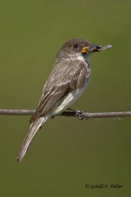   Eastern Phoebe   7