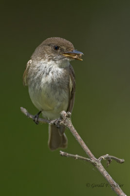   Eastern Phoebe   8