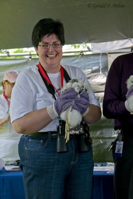 Peregrine Falcon , banding  May 27 '10