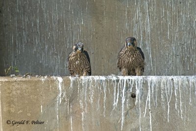   Peregrine Falcons  