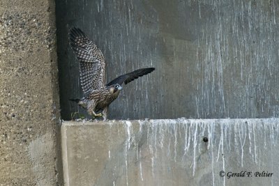 Peregrine Falcons