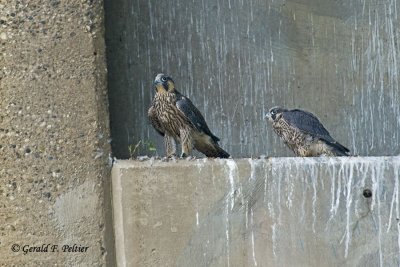 Peregrine Falcons