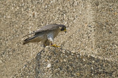 Peregrine Falcon 