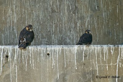 Peregrine Falcon