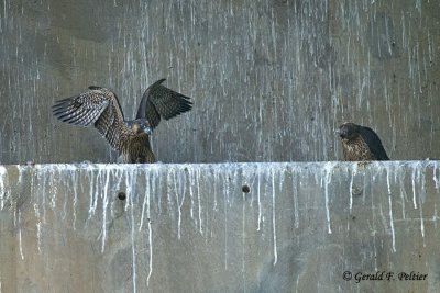 Peregrine Falcon