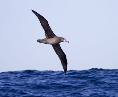 Black-footed Albatross