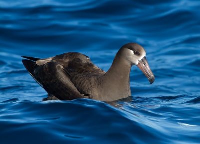 Black-footed Albatross