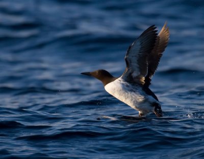 CommonMurre_liftoff
