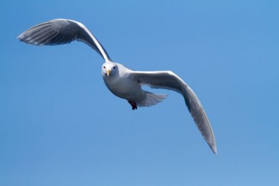Glaucous Gull