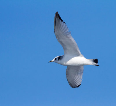 BLack Legged Kittiwake