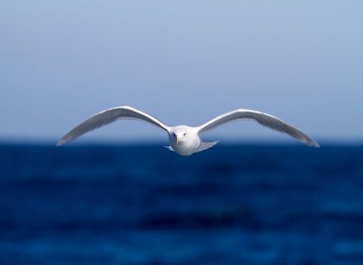 Glaucous  Gull