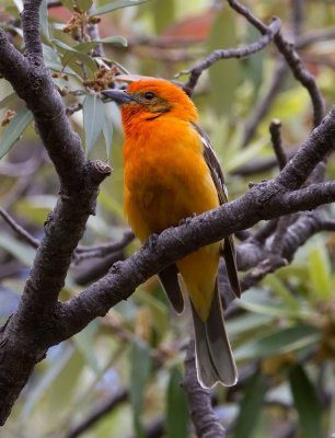 Flame-Colored Tanager