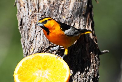 Bullock's Oriole