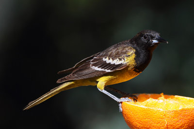 Scott's Oriole