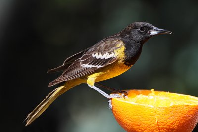 Scott's Oriole