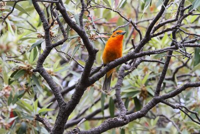 Flame-Colored Tanager