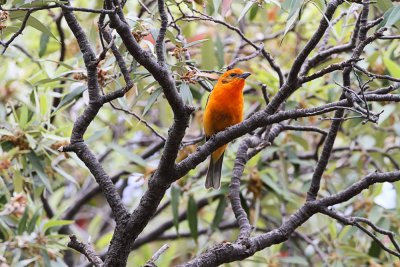 Flame-Colored Tanager