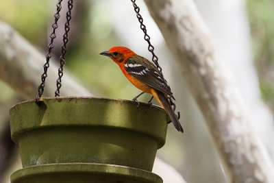 Flame-Colored Tanager