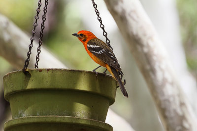 Flame-Colored Tanager