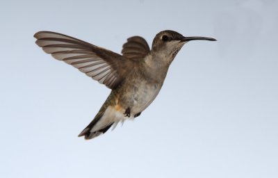 Broad-Tailed Hummingbird female