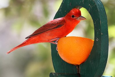 Summer Tanager